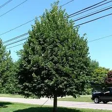 Tilia - Leilinde voorgevormd