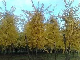 Ulmus sap.'Autumn Gold'