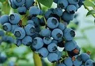 Vaccinium cor. Drapper