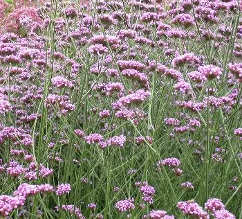 Verbena bonariensis