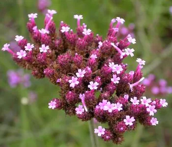 Verbena bon. 'Lollipop'