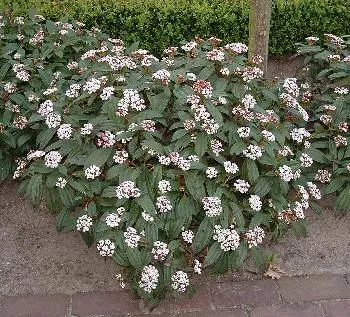 Viburnum davidii