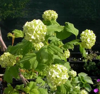 Viburnum opulus 'Roseum'