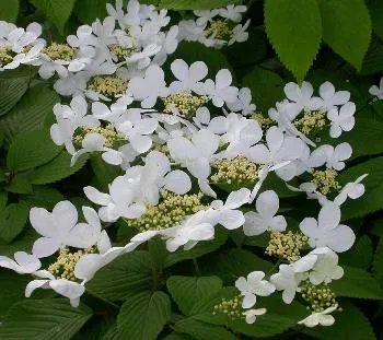Viburnum plicatum 'Mariesii'