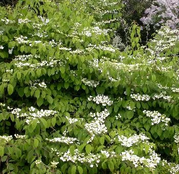 Viburnum plicatum 'Mariesii'