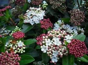 Viburnum tinus 'Eve Price'