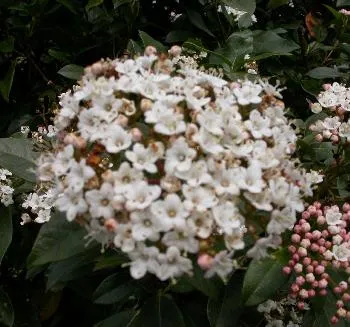 Viburnum tinus SPIRIT