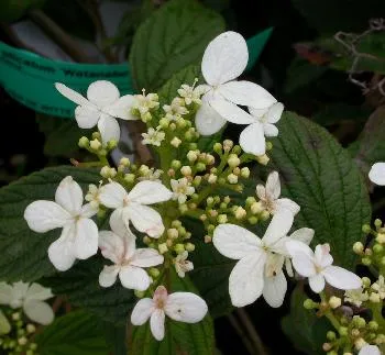 Viburnum pl 'Watanabe'