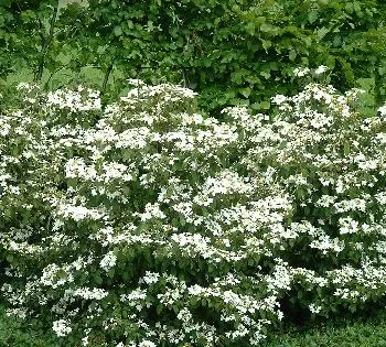 Viburnum pl 'Watanabe'