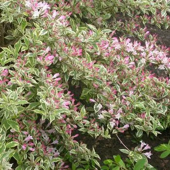 Weigela fl 'Nana Variegata'