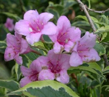Weigela fl 'Nana Variegata'
