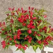 Weigela 'Red Prince'