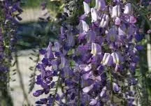 Wisteria formosa 'Issai'