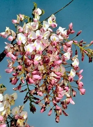 Wisteria flor. 'Kuchi Beni'