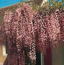 Wisteria flor. 'Rosea'