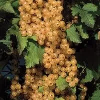 Witte bes 'Witte Parel'