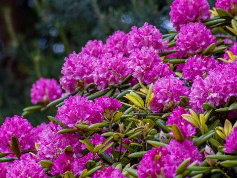 Rhodo