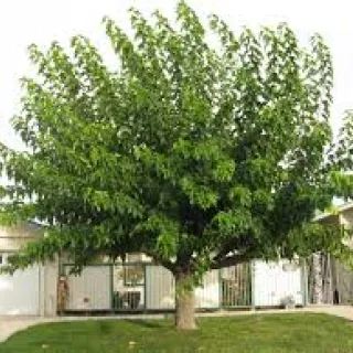 Morus alba macrophylla