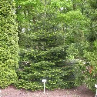 Abies nordmanniana
