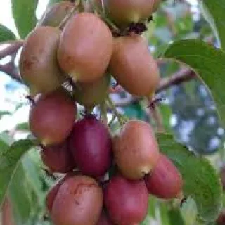 Actinidia arguta 'Geneva'