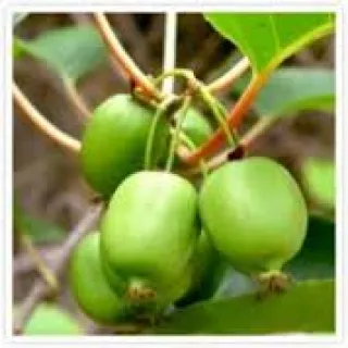 Actinidia arguta 'Issai'