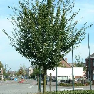 Acer campestre veldesdoorn