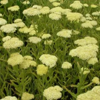 Achillea 'CREDO'
