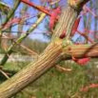 Acer davidii 'Rosalie'