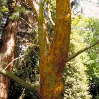 Acer griseum