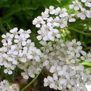 Achillea millefolium