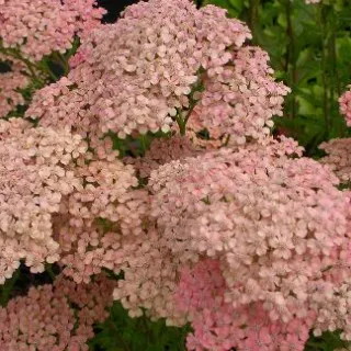 Achillea mill. 'Lachsschoenheit'