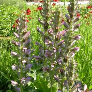 Acanthus mollis