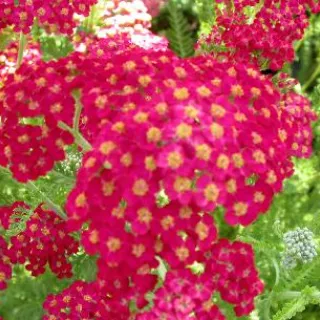 Achillea mill. 'Paprika'