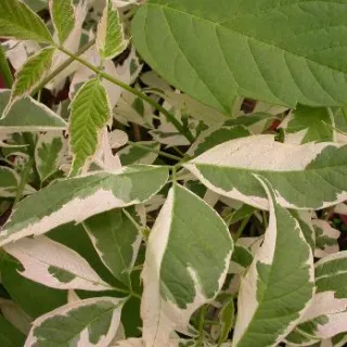 Acer negundo 'Flamingo'