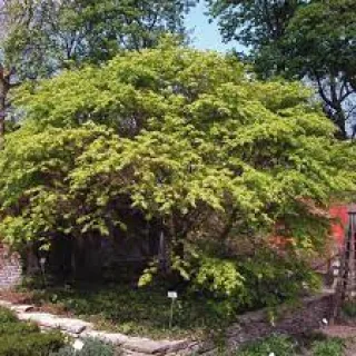 Acer palmatum