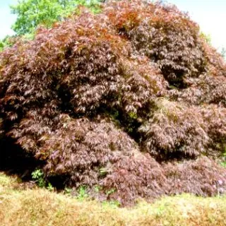 Acer palm. 'Atropurpureum'