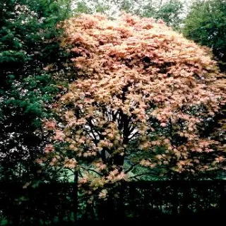 Acer pseudopl. 'Brilliantissimum'