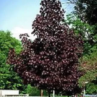 Acer plat. 'Crimson Sentry'