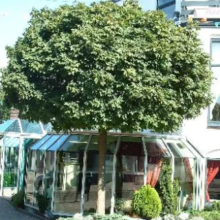 Acer plat. 'Globosum'