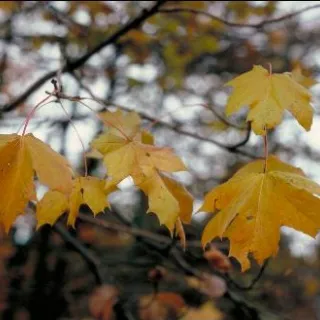 Acer pseudoplatanus