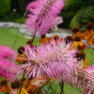 Actea robifolia 'Blickfang'