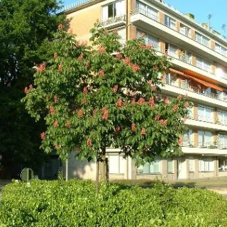 Aesculus carnea 'Briotii'