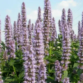 Agastache foen. 'Blue fortune'