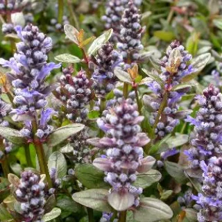 Ajuga reptans 'Chocolat Chip'