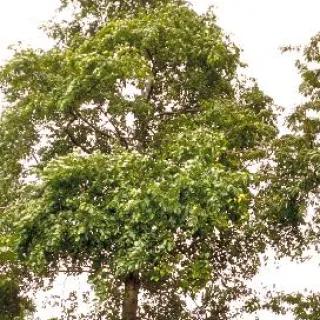 Alnus glutinosa zwarte els