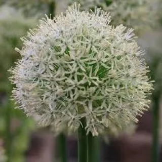 Allium 'Mont Everest'