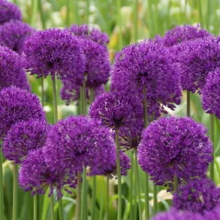 Allium aflatun. 'Purple Sensation'los