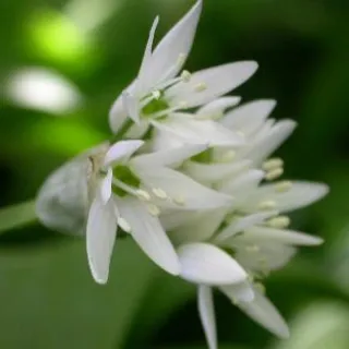 Allium ursinum