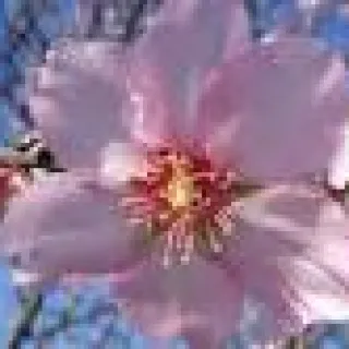 AMANDELBOOMPJE (Pr. dulcis) ROBIJN