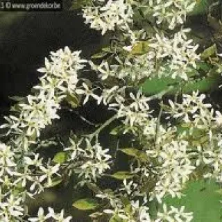 Amelanchier arborea 'Robin Hill'